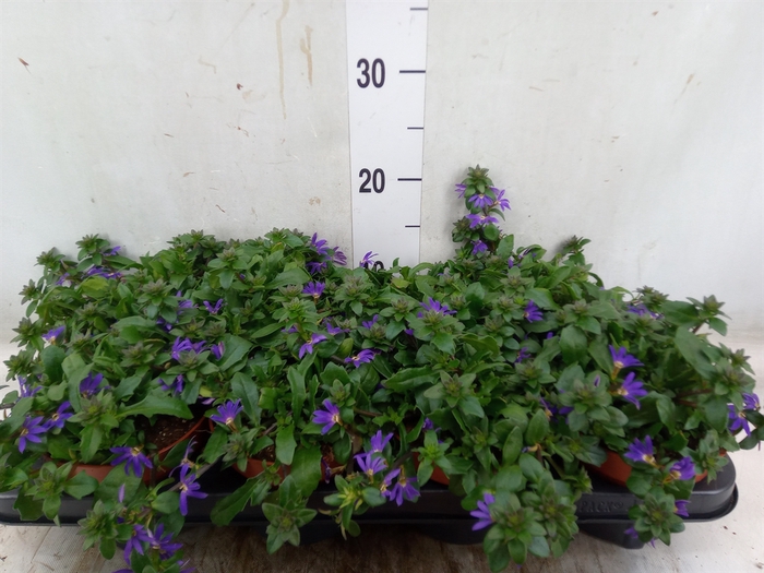<h4>Scaevola aemula 'Blue Fan'</h4>