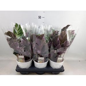 Calathea  'Fusion White'