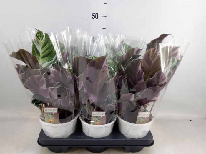 <h4>Calathea  'Fusion White'</h4>