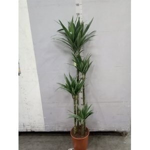 Dracaena fr de 'Warneckei'