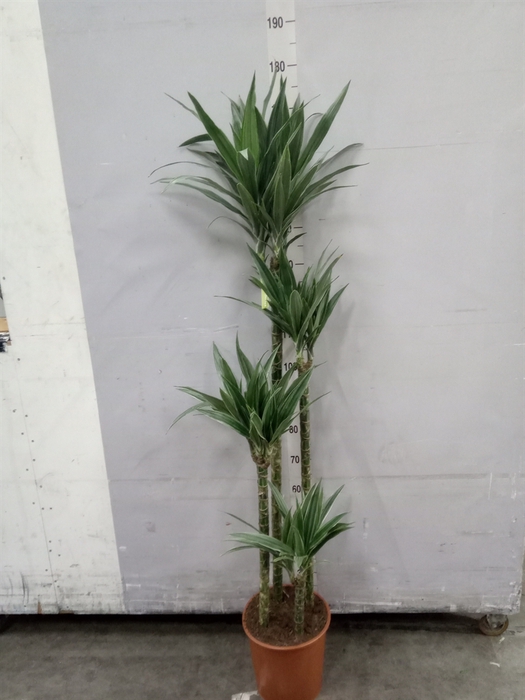 <h4>Dracaena fr de 'Warneckei'</h4>