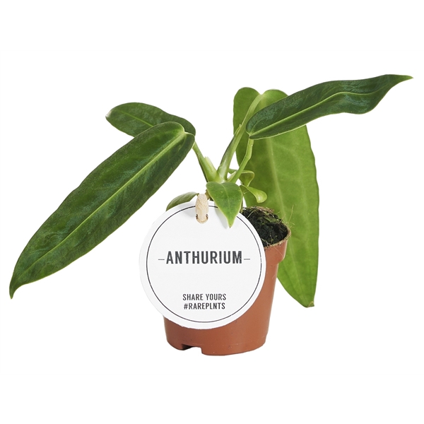 <h4>Anthurium Warocqueanum</h4>