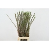 PRUNUS COMET 080CM