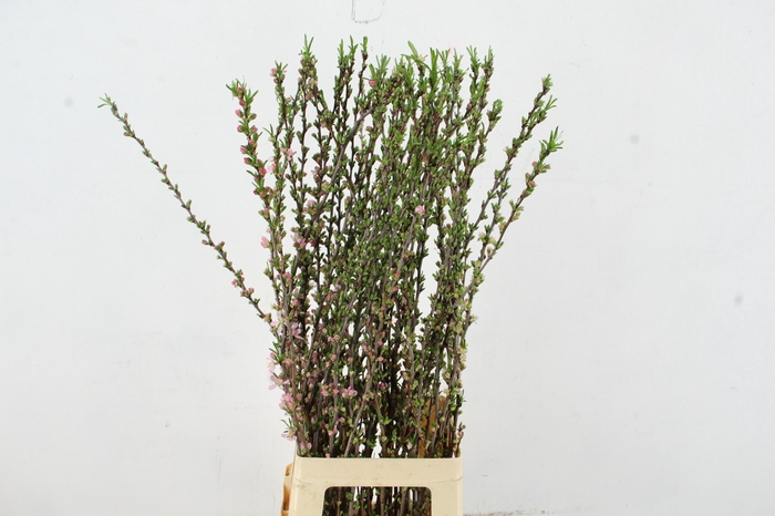 <h4>PRUNUS COMET 090CM</h4>