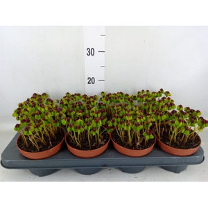 Oxalis deppei