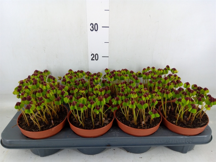 <h4>Oxalis deppei</h4>