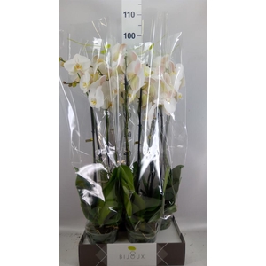Phalaenopsis   ...white