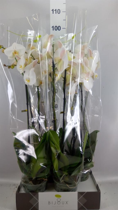 <h4>Phalaenopsis   ...white</h4>