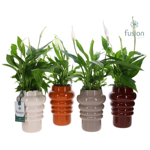 Keramiek ribbelpot met Spathiphyllum