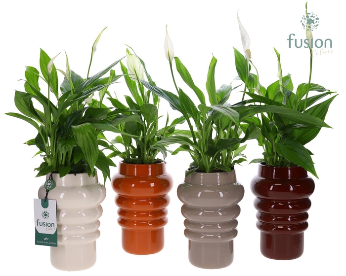 <h4>Keramiek ribbelpot met Spathiphyllum</h4>