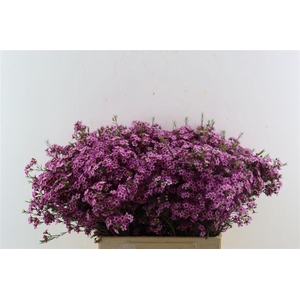 Chame Purple Violet