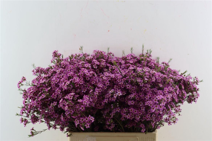 <h4>Chame Purple Violet</h4>