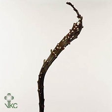 <h4>BANDWEIDE STIEL 80CM</h4>