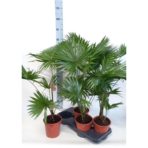 Livistona rotundifolia 17Ø 80cm 1pp