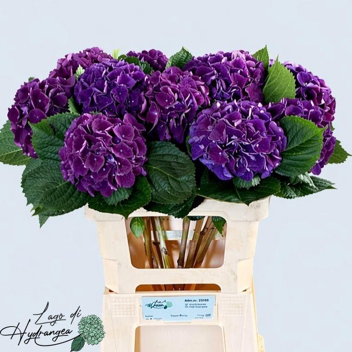 <h4>HYDR M ROYAL KING</h4>