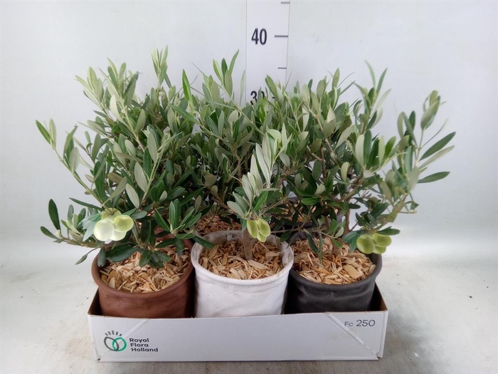 <h4>Arr. Tuinplanten L%</h4>