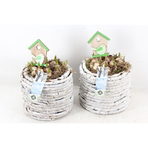 arr4 Muscari JS - Mand white wash rond