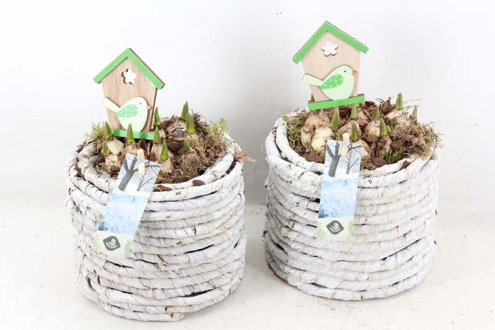 <h4>arr4 Muscari JS - Mand white wash rond</h4>