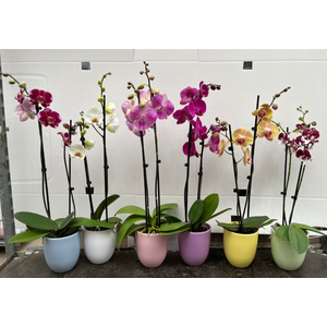 Phalaenopsis gemengd