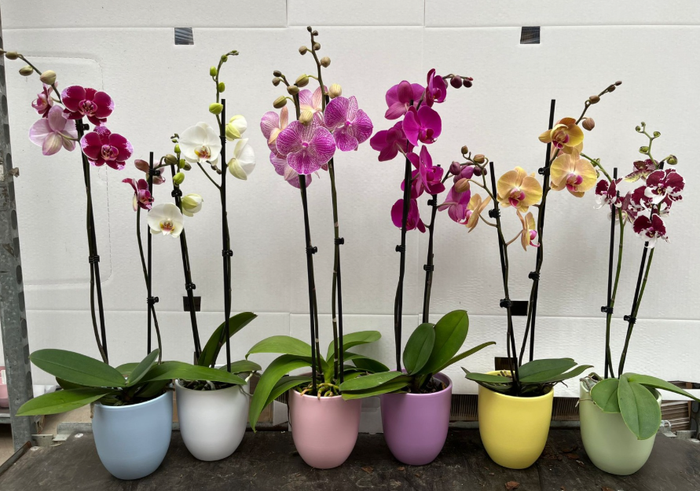 <h4>Phalaenopsis gemengd</h4>