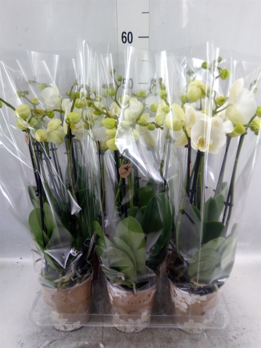 <h4>Phalaenopsis   ...white</h4>