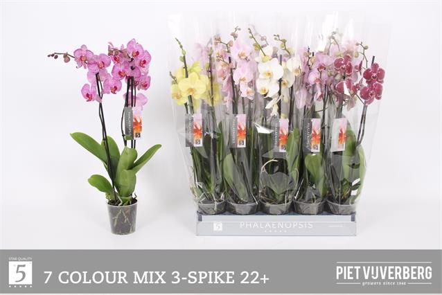 <h4>PHAL GEM 7 KL</h4>