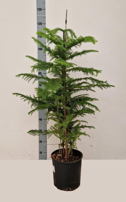 <h4>ARAU HETEROPHYL</h4>