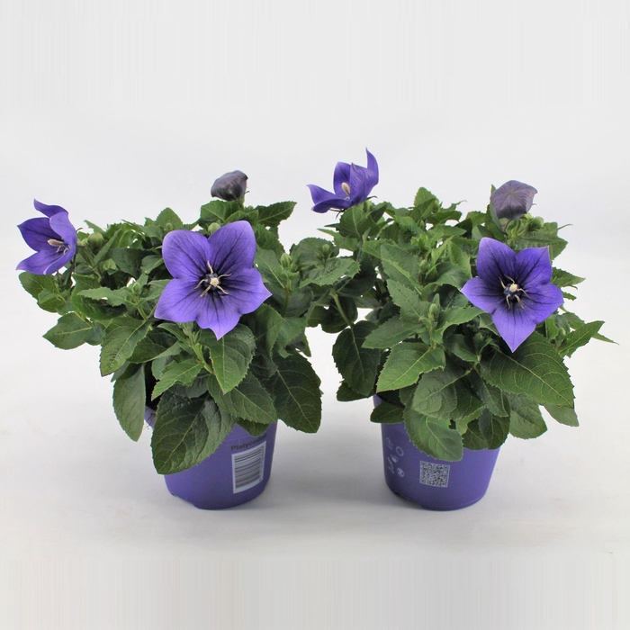 <h4>Platycodon grandiflorus Astra Blue</h4>