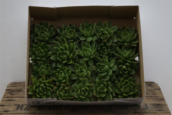 <h4>Echeveria Agavoides X20</h4>