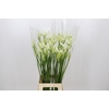 Nerine Adele