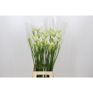 Nerine Adele