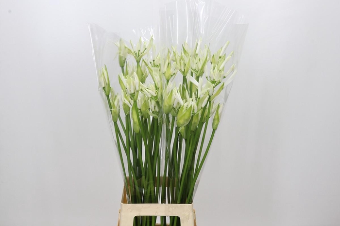 <h4>Nerine Adele</h4>