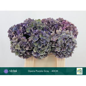 Hydr Opera Purple Gray 40 cm Vicini
