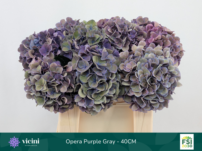 <h4>Hydr Opera Purple Gray 40 cm Vicini</h4>