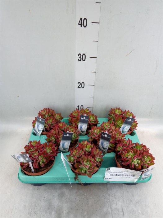 <h4>Echeveria ...</h4>