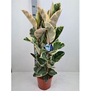 Ficus elastica 'Tineke'
