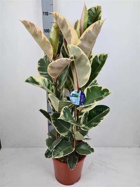 <h4>Ficus elastica 'Tineke'</h4>