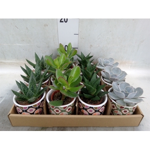 Succulents   ...