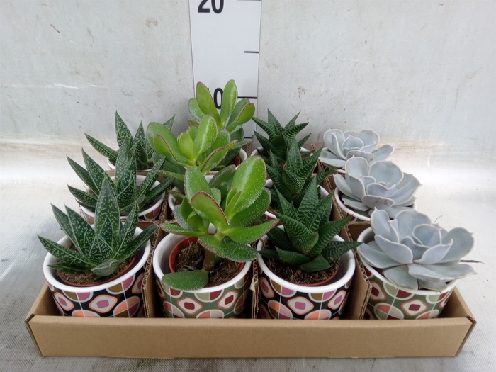<h4>Succulents   ...</h4>