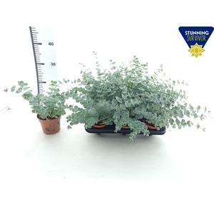 SEDUM SIEBOLDII