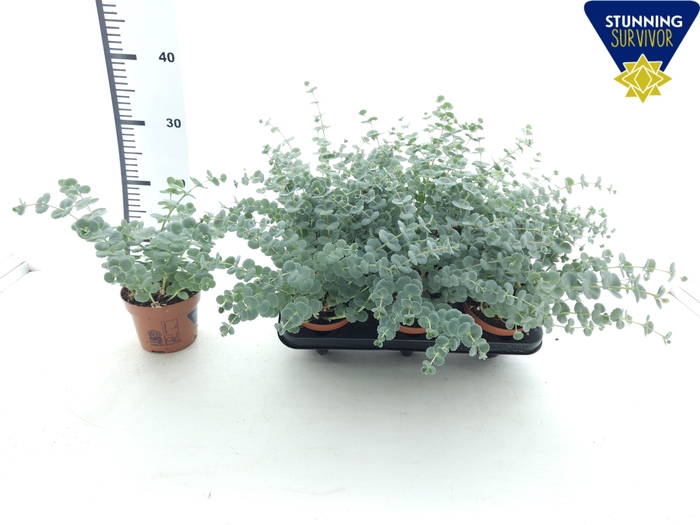 <h4>SEDUM SIEBOLDII</h4>