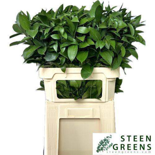 <h4>RUSCUS HYPOPHYLLUM</h4>