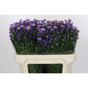 Aster Casamare