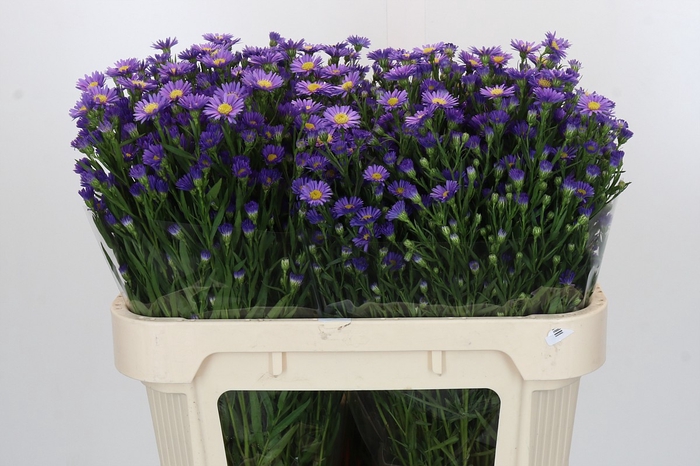 <h4>Aster Casamare</h4>