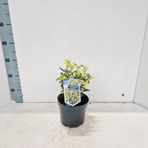 Osmanthus Goshiki