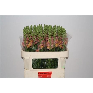 Antir Antibes Orange