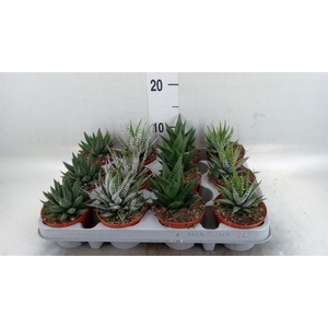 Haworthia   ...mix