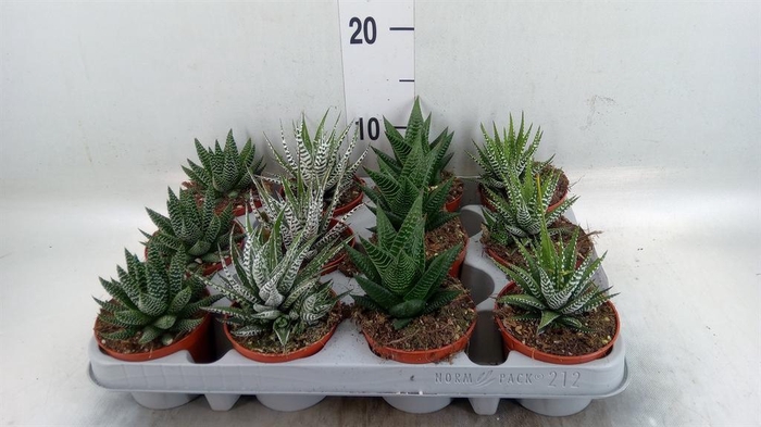 <h4>Haworthia   ...mix</h4>