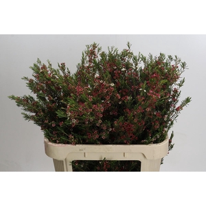 Chamelaucium My Sweet 16