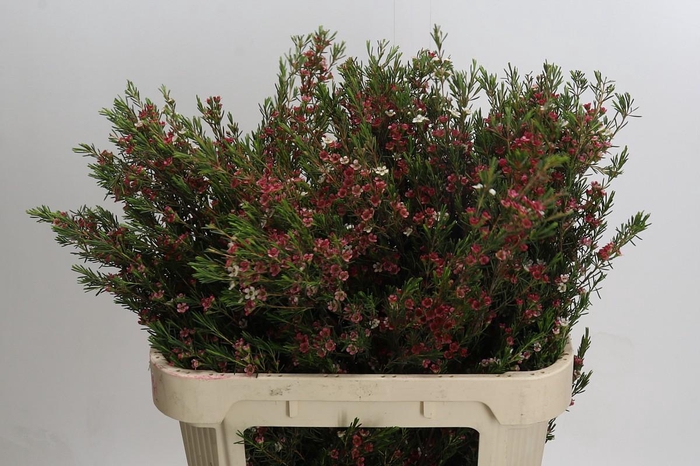 Chamelaucium My Sweet 16